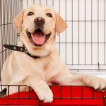 How you can Crate Train your dog and the significance of Training