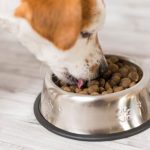 Would You Be Worried About Your Canine's Health insurance and Pet Food Diet