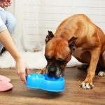 6 Elementary Ideas to Take Proper care of Your Pets