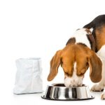 Pet Nutritional Vitamin Supplements: Holistic Health for the Pet