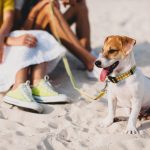 Essential Summer time Safety Strategies For Proper Proper care of Your Pet