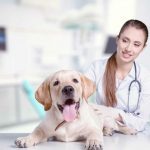 Top Industry Associations for Veterinary Technicians
