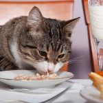 Are You Currently Feeding Your Cat a healthy diet plan?