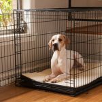 Crate Dog Training - Benefits and Training Tips