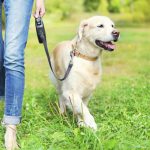 Summer time Pet Care Tips