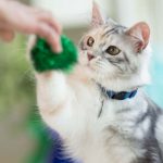 Training the cat How-To - Training the cat is simple
