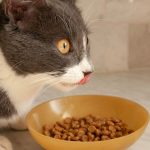 Cat Food For Urinary System Health of Cats