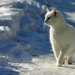 Cats and Cold Temperature - How you can Safeguard Our Pet In the Cold