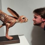 Why Search Feral Creatures around australia
