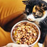 Are You Able To Help Make Your Own Cat Food?