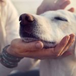 The 8-Steps To Animal Communication!