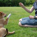 Animal Training Career - Great Jobs For Animal Enthusiasts
