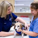 Steps to become a Veterinary Specialist