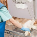 Go to a Equine Veterinary Specialist For The Horse Health Queries