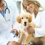 An Evaluation of Veterinary Technicians and Veterinary Assistants