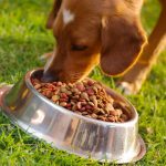 Selecting the very best Commercial Dog Food For The Cats and dogs