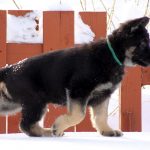 Effective Pet Classifieds Advertising Tips