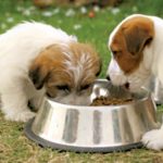 Commercial Dog Food Canisters - What You Must Understand Before Choosing Them