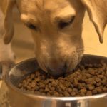 Why Choose Holistic Pet Food Over the Standard Grocery Store Brands?