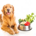 What's Expedient About Natural Commercial Dog Food?