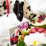 Do you know the Benefits of Organic Raw Pet Foods For The Pet?