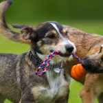 Looking For Dog Daycare Facility In NJ? Check These Tips!