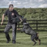Guard Dog Training: All you Need to Know