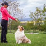 Tips for Picking a Good Dog Training Facility