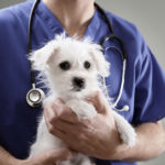Pumpkin Pet Insurance Vs. Healthy Paws