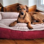 Some Important Facts about Dog Beds