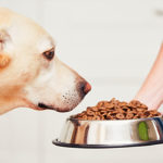 6 Tasty human grade dog food treats to feed to your pups
