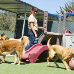 5 Reasons To Keep Your Dog In A Daycare