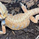 Would you ever own a bearded dragon?