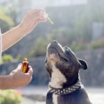 CBD For Sale Is The Best Thing You Can Give Your Dogs