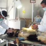 What Are The Facilities That A Vet Clinic Provides To The Pets