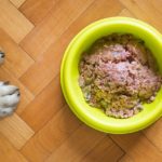 The Best Diet for Dogs Suffering from Cancer