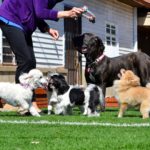 Things You Need To Consider When You Plan To Open A Doggie Day Care