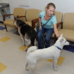 How Good Pet Care Keeps The Vet Away