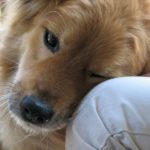 Separation anxiety in dogs