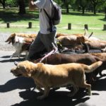 The Benefits of Dog Day care services