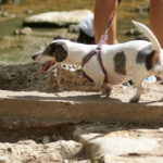 What Are The Benefits Of Walking Your Dog Regularly?