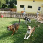 Choosing A best Dog Day Care Services