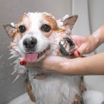 Tips to Make Your Dog More Comfortable With a Bath