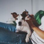 How to prevent anxiety in dogs