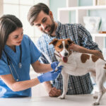 How To Care for Your Pets from Infections and Pains?