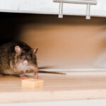 6 Ways To Tell If You Have Rats In Your Home