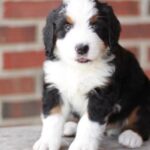 Do You Want to Buy a Bernedoodle Puppy?