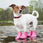 Are Booties Crucial For Dog Paw Protection?