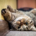 Common Causes of Cat Seizure and How to Treat It
