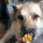Giving your Dog the Treats They Deserve